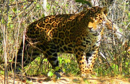 Corumba (Mato Grosso do Sul) Brasilien Hotelbuchungs-Promocode Booking.com